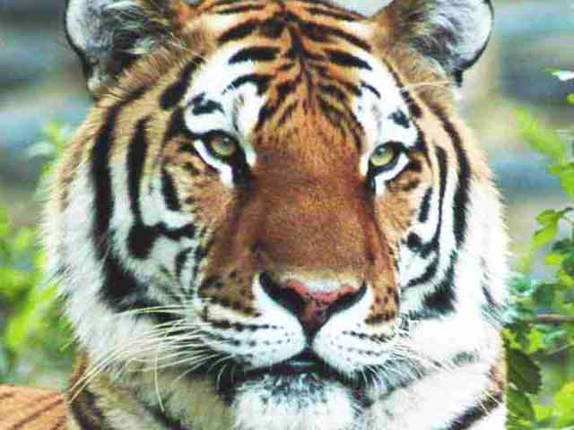 Future of China’s Tiger Farms in the Balance